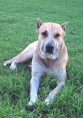 SIMON un grandullón bonachón, se queda sin acogida, urge ADOPCION‏