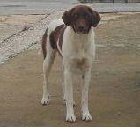 Lola perrita de un año ABANDONADA en un pueblo de la sierra de Huelva.