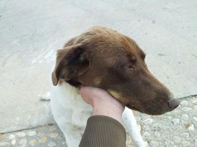 Lola perrita de un año ABANDONADA en un pueblo de la sierra de Huelva.