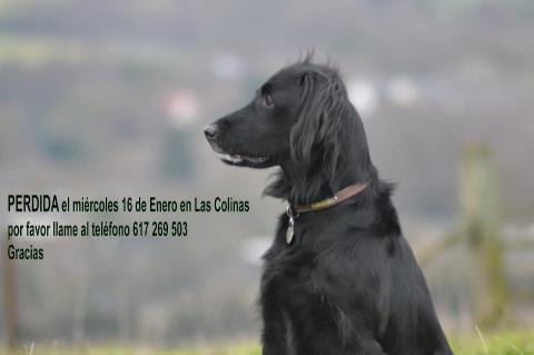 Perro perdido en Olivella (Barcelona). Sus dueños lo buscan desesperadamente.