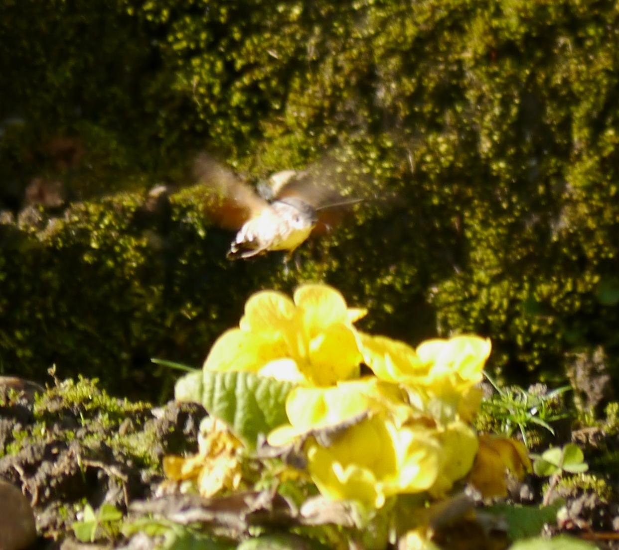 Esfinge colibrí en invierno