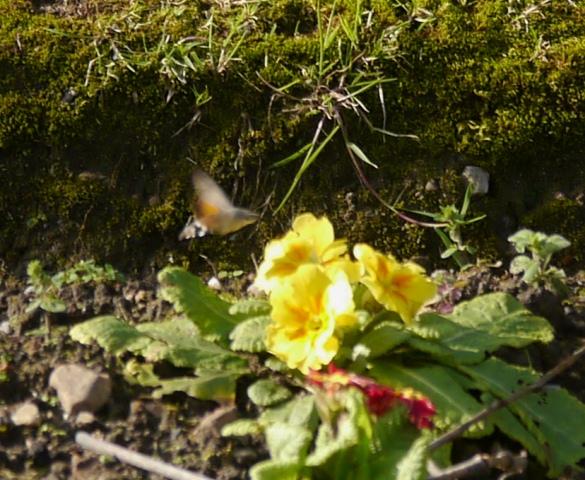 Esfinge colibrí en invierno
