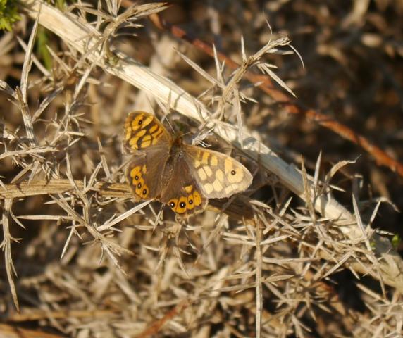 Esfinge colibrí en invierno