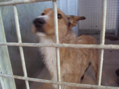 MAS QUE URGENTE: SOS PERRERA DE Madrid. La semana que viene el jueves entra una empresa desratizadora. Hay que sacarlos antes!