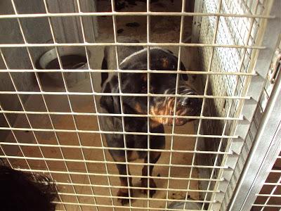 MAS QUE URGENTE: SOS PERRERA DE Madrid. La semana que viene el jueves entra una empresa desratizadora. Hay que sacarlos antes!