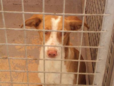 MAS QUE URGENTE: SOS PERRERA DE Madrid. La semana que viene el jueves entra una empresa desratizadora. Hay que sacarlos antes!