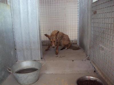 MAS QUE URGENTE: SOS PERRERA DE Madrid. La semana que viene el jueves entra una empresa desratizadora. Hay que sacarlos antes!