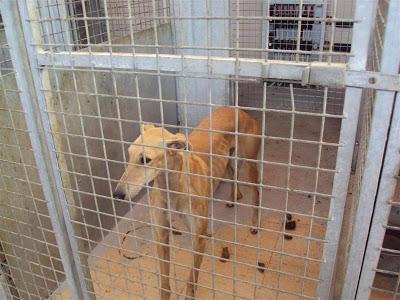 MAS QUE URGENTE: SOS PERRERA DE Madrid. La semana que viene el jueves entra una empresa desratizadora. Hay que sacarlos antes!