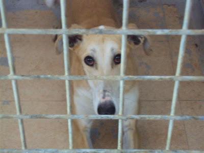 MAS QUE URGENTE: SOS PERRERA DE Madrid. La semana que viene el jueves entra una empresa desratizadora. Hay que sacarlos antes!