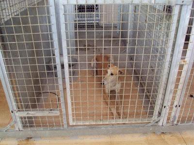 MAS QUE URGENTE: SOS PERRERA DE Madrid. La semana que viene el jueves entra una empresa desratizadora. Hay que sacarlos antes!