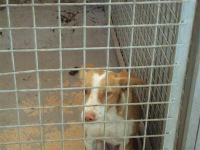 MAS QUE URGENTE: SOS PERRERA DE Madrid. La semana que viene el jueves entra una empresa desratizadora. Hay que sacarlos antes!