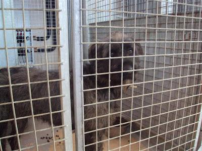 MAS QUE URGENTE: SOS PERRERA DE Madrid. La semana que viene el jueves entra una empresa desratizadora. Hay que sacarlos antes!