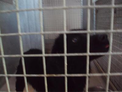 MAS QUE URGENTE: SOS PERRERA DE Madrid. La semana que viene el jueves entra una empresa desratizadora. Hay que sacarlos antes!