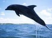 maravillas mundo animal !Fabuloso!