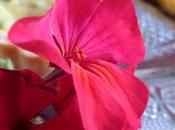 tarta chocolate maracuyá más!