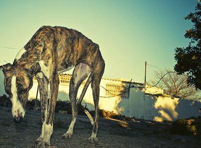 Foto: Fin de la temporada de caza... principio del infierno   Ya sabemos que según dicen los cazadores ellos no abandonan, ellos no se descartan de los perros que ya no les son útiles , si, ya sabemos que ningún cazador admite que el lo hace y ninguno conoce a ningún compañero que lo haga....  También sabemos que las perreras se llenan de perros de estas razas cuando acaba la temporada de caza y también sabemos que como sombras deambulan por carreteras vagando sin rumbo , aparecen en vertederos , surgen de la nada en cualquier descampado , unos heridos , otros famélicos , todos traumatizados … otros no tienen ni esa suerte , pronto empezaran a aparecer galgos, podencos, bretones, ahorcados, en pozos , tiroteados y otros victimas de atrocidades que sólo la cabeza de un sádico es capaz de imaginar   Termina la temporada de caza , han dejado los montes llenos de sangre y de plomo , de igual modo que se disfrazan de defensores de la misma Naturaleza que matan y contaminan, de igual manera se disfrazan de amantes de sus perros … la inmensa mayoria no lo son   Termina la temporada de caza, si , y para “ellos” y para nosotr@s empieza un infierno , un infierno de dolor y de luchas contrarreloj, un infierno de miradas suplicantes y de cuerpos llenos de heridas y de almas aun mas doloridas  Ya sabemos lo que dicen , pero tambien sabemos la realidad que poco o nada tiene que ver con los cuentos de hadas que nos narran   ¿Estas( estamos) preparad@s para bajar al infierno para salvar ángeles ?