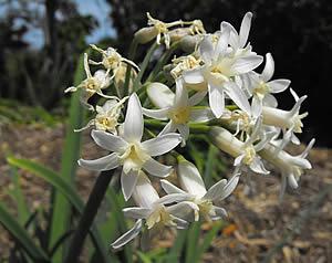Tulbaghia simmleri
