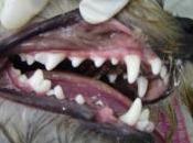 Cuatro verdades ocultan compañías alimentos para perros