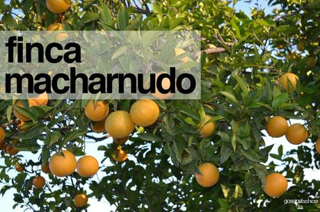finca macharnudo