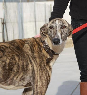 ELVIS es un precioso galgo de 1 año que busca hogar. (Madrid) Urgente!!!!