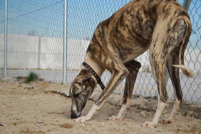 ELVIS es un precioso galgo de 1 año que busca hogar. (Madrid) Urgente!!!!