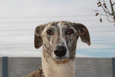 ELVIS es un precioso galgo de 1 año que busca hogar. (Madrid) Urgente!!!!