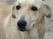 Lluvia, atada plena lluvia puerta refugio. (sevilla)