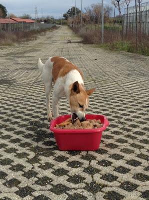 OLMO, podenquito abandonado, a nadie le importa.