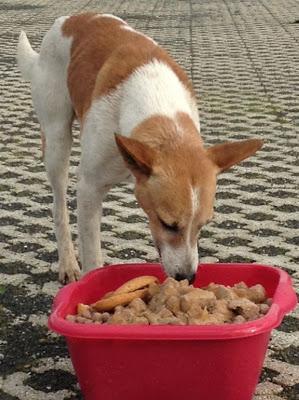 OLMO, podenquito abandonado, a nadie le importa.