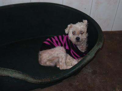ABUELITA CON JERSEY EN LA PERRERA. ¿Alguien la conoce? GESSER (JAEN)