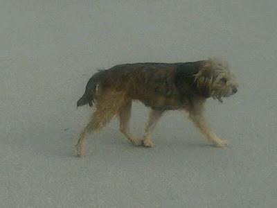 CRUCE DE YORKSHIRE, ESTÁ EN CELO. SEGURAMENTE ESTE EMBARAZADA.