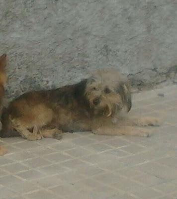 CRUCE DE YORKSHIRE, ESTÁ EN CELO. SEGURAMENTE ESTE EMBARAZADA.