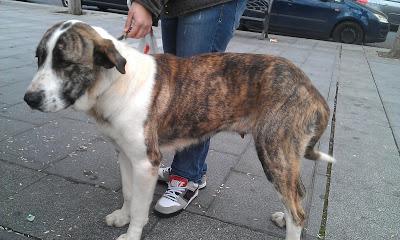 Margarita, encontrada con cuerda en el cuello. (Arca Noé Córdoba)