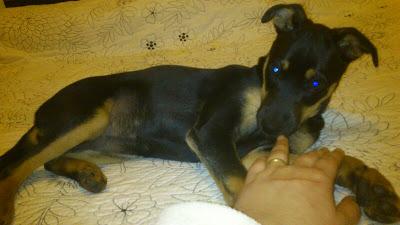 KIRA, CACHORRITA PEQUEÑA DE TRES MESES Y MEDIO, ABANDONADA EN LA CARRETERA‏.