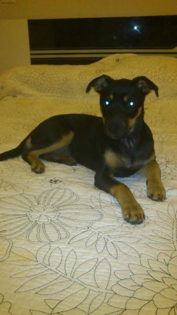 KIRA, CACHORRITA PEQUEÑA DE TRES MESES Y MEDIO, ABANDONADA EN LA CARRETERA‏.