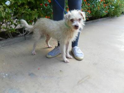 SANDRO, PEQUEÑO BUSCANDO HOGAR DE UNA VEZ!!!