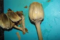 Alcachofas a la veloute con jamon