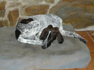 Ayuda para Canela, abandonada y despues atropellada. Ejea de los caballeros (Zaragoza)