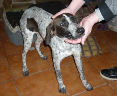 Ayuda para Canela, abandonada y despues atropellada. Ejea de los caballeros (Zaragoza)