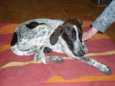 Ayuda para Canela, abandonada y despues atropellada. Ejea de los caballeros (Zaragoza)