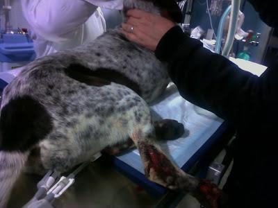 Ayuda para Canela, abandonada y despues atropellada. Ejea de los caballeros (Zaragoza)