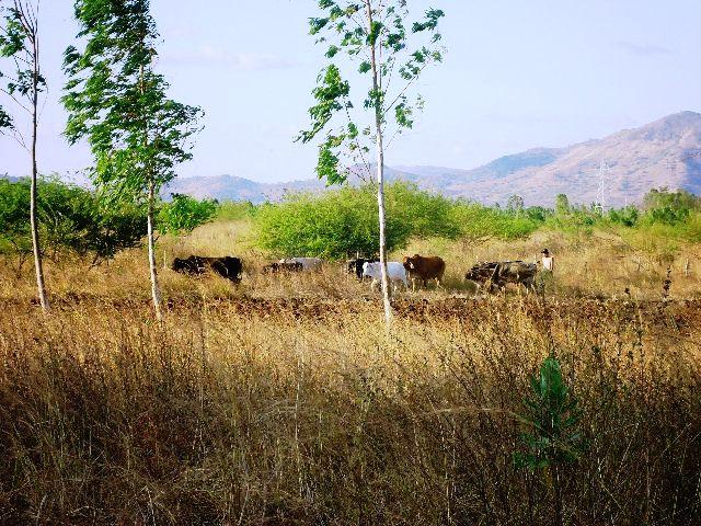 ¡Tarde campesina en Los Laureles! Tipitapa- Managua