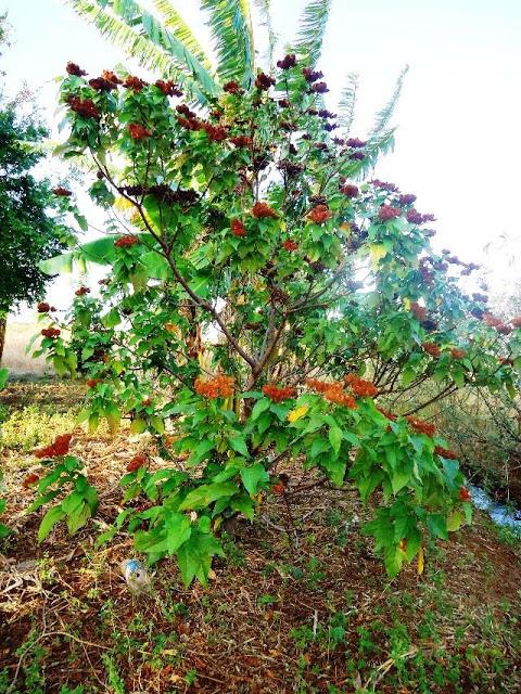 ¡Tarde campesina en Los Laureles! Tipitapa- Managua