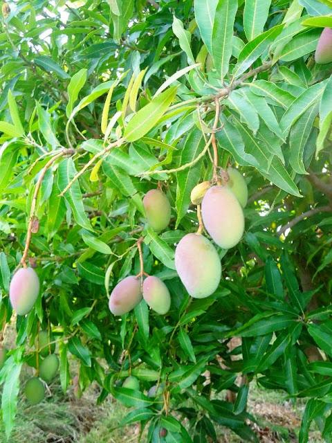 ¡Tarde campesina en Los Laureles! Tipitapa- Managua