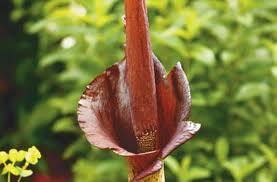 konjac3 Glucomanano o fibra de konjac para adelgazar y para limpiar la piel  