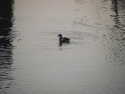 De pajareo por Holanda - Birding in Holland -- 15-19/01/2013