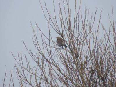 De pajareo por Holanda - Birding in Holland -- 15-19/01/2013