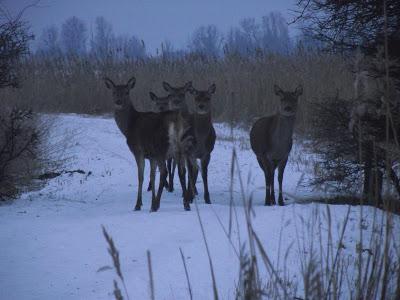 De pajareo por Holanda - Birding in Holland -- 15-19/01/2013