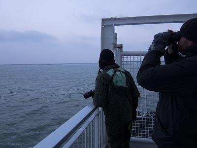 De pajareo por Holanda - Birding in Holland -- 15-19/01/2013