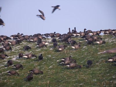De pajareo por Holanda - Birding in Holland -- 15-19/01/2013
